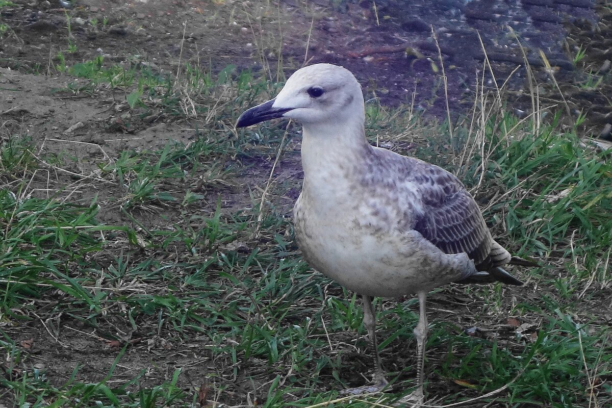 Чайки в городском парке - Рита Симонова