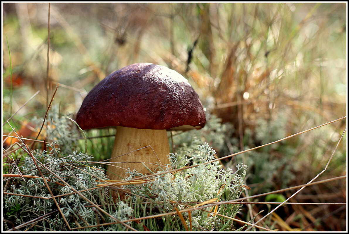 Царь - Aleksandr Gal