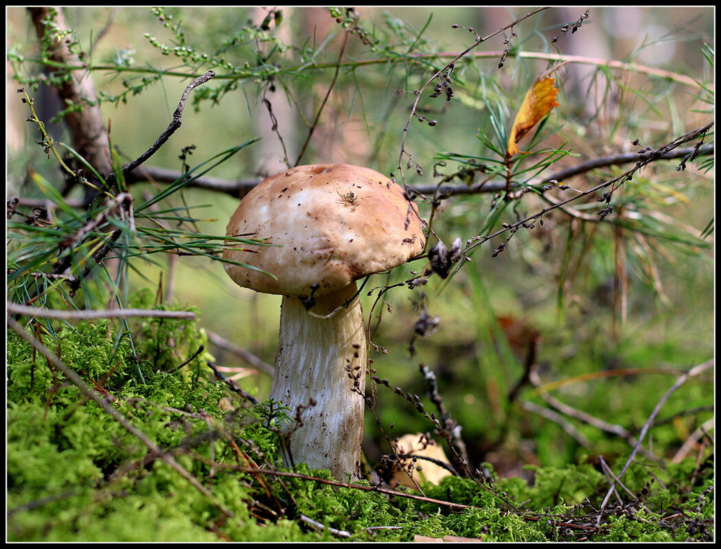 *** - Aleksandr Gal *** - Aleksandr Gal