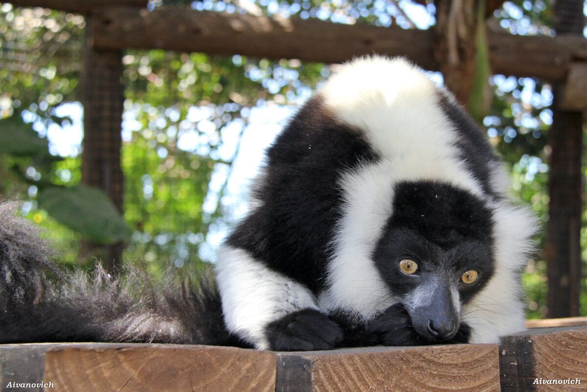 Сейчас я досчитаю до десяти и вы уснете. - Андрей Андреев Андреев