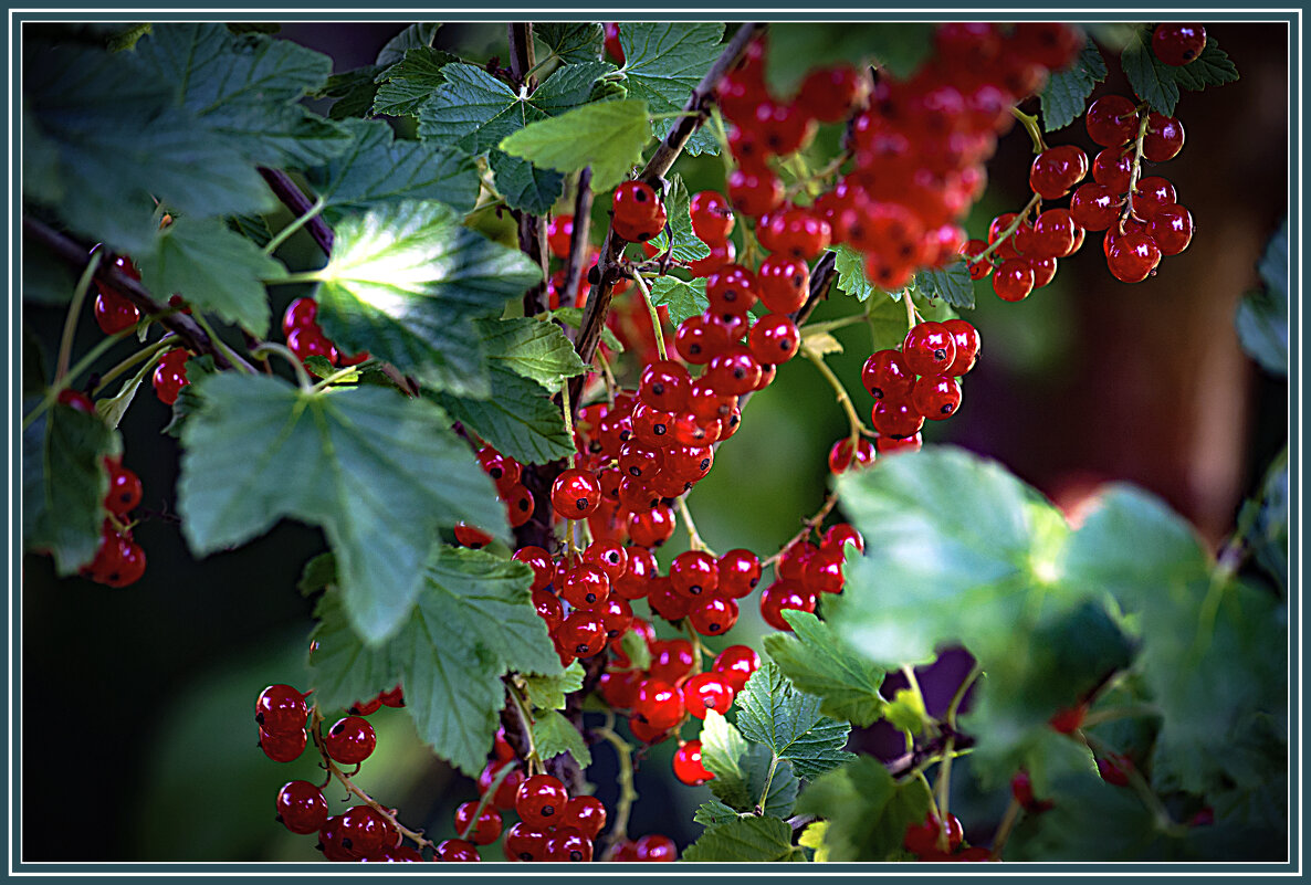 Красная смородина - Владимир Кроливец