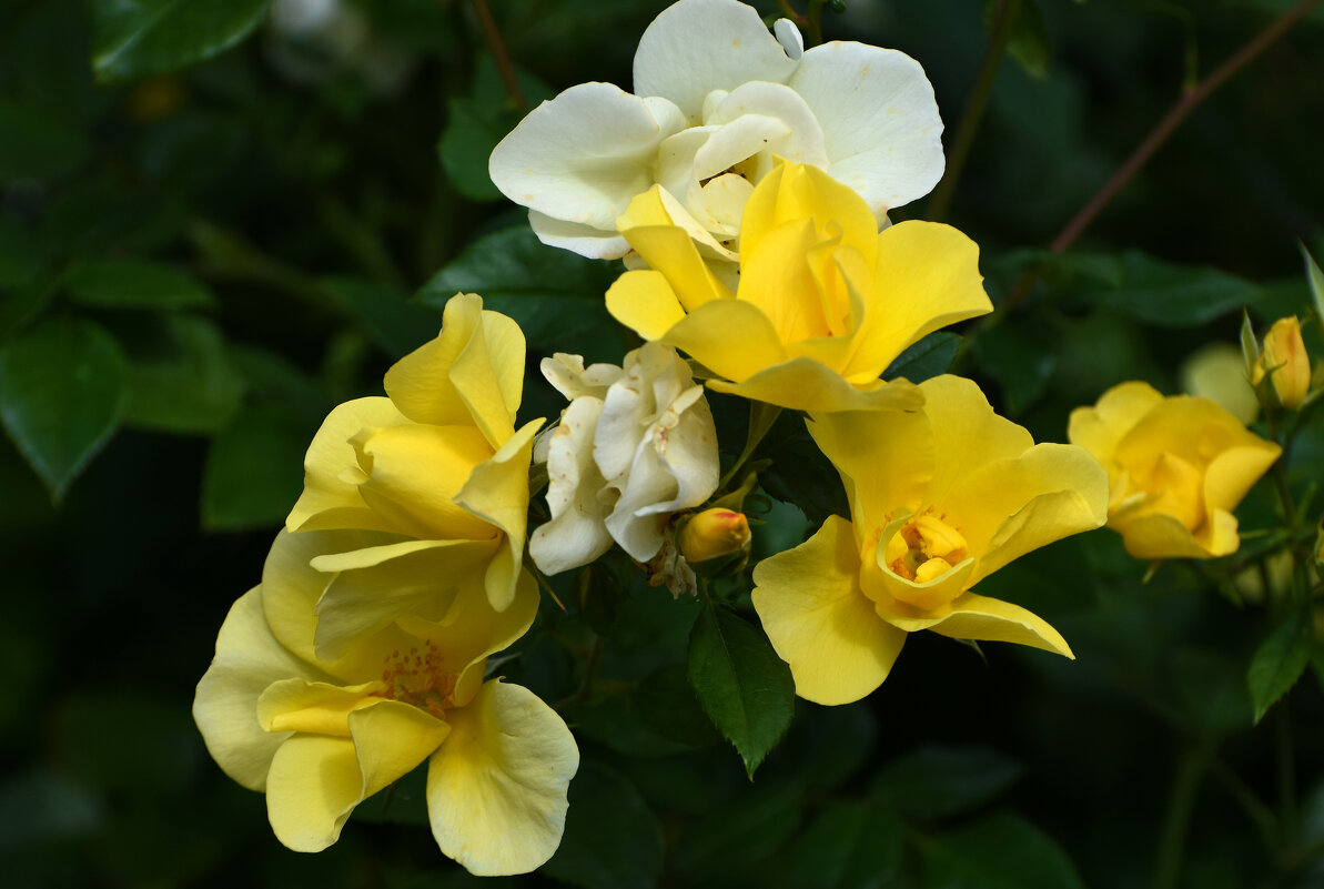 Лето в Ботаническом... Август. - Наташа *****