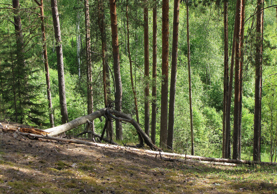 На сопках - Александр Ильчевский 
