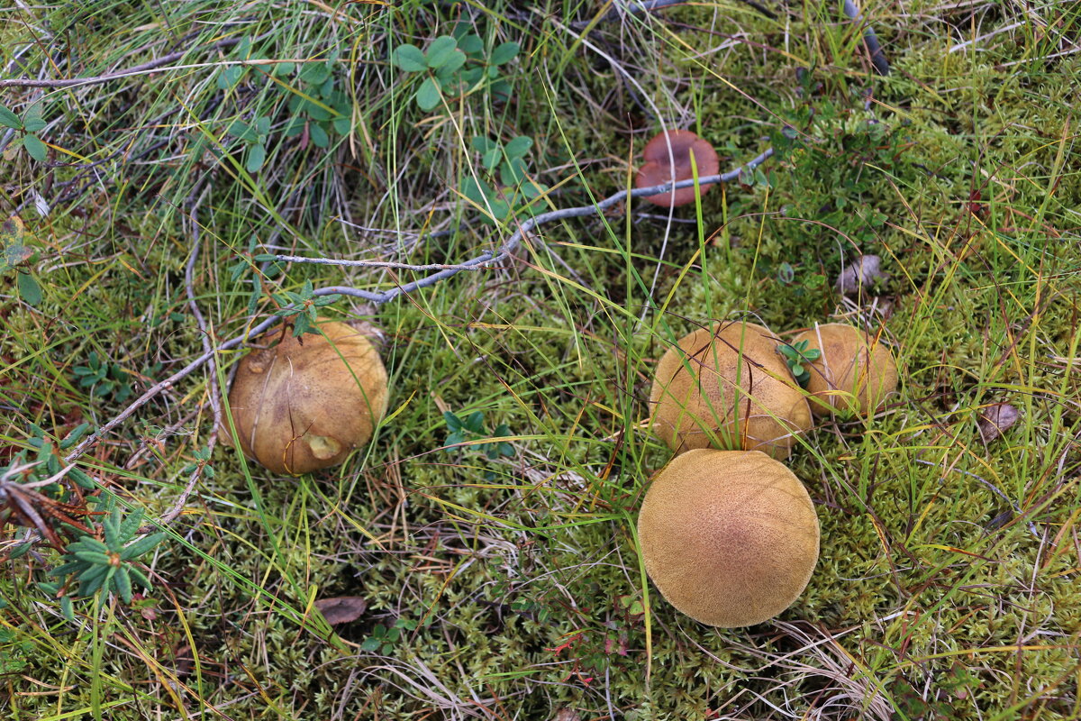 Лесные братья - Ольга 