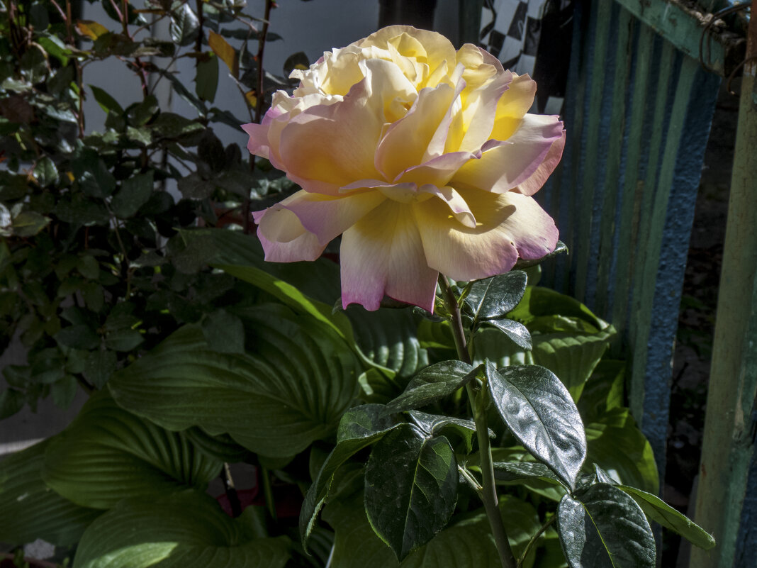 Глория  Дей - Валентин Семчишин