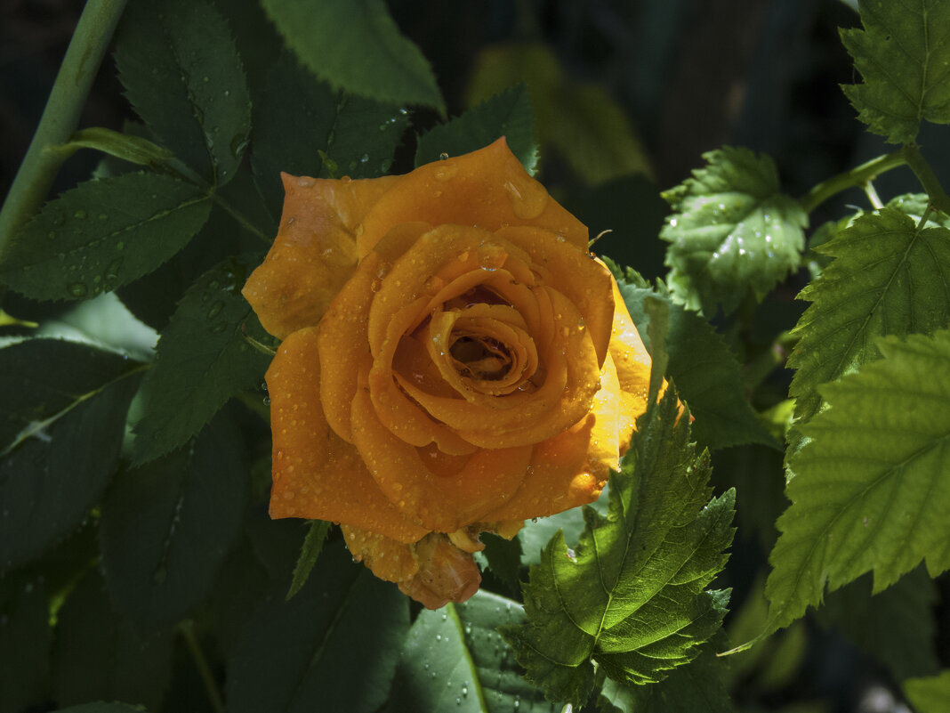 Оранжевая роза ,Флорибунда - Валентин Семчишин Оранжевая роза ,Флорибунда - Валентин Семчишин