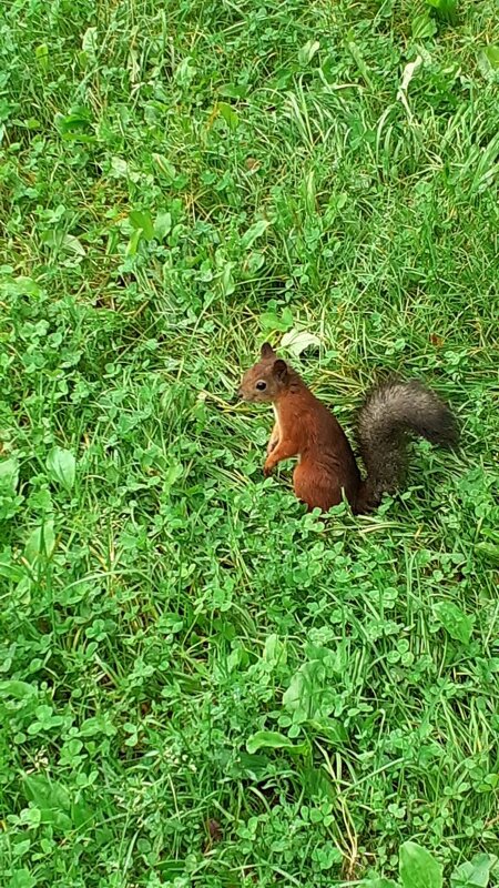Белочка на Елагином острове - Галина Чистякова 
