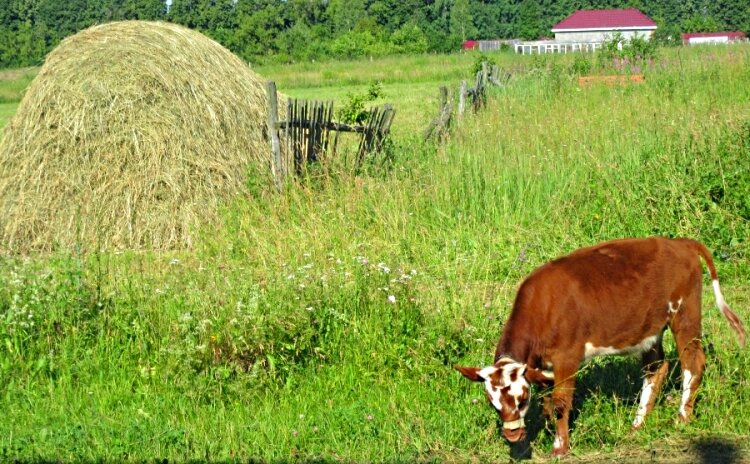 На    лугу... - Галина Кузьмина
