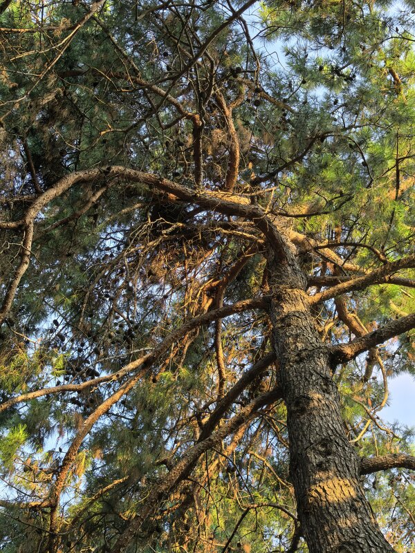 Великан - Татьяна Михайлова Великан - Татьяна Михайлова