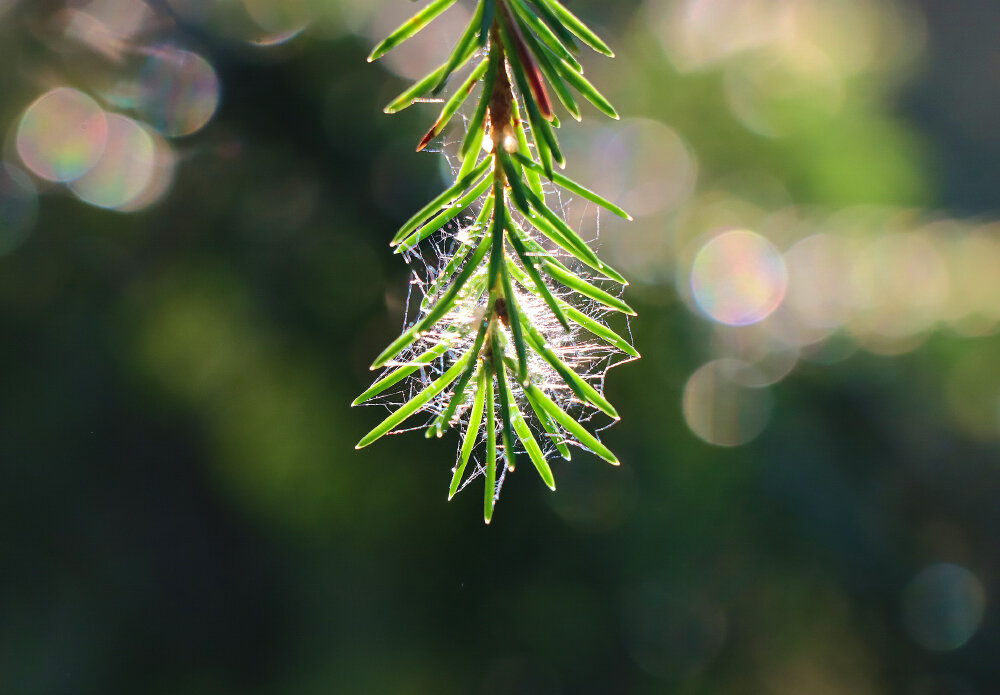 Таёжные этюды - Галина Ильясова