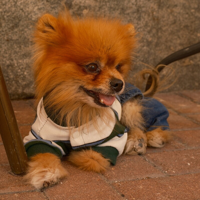 Модник - Лютый Дровосек