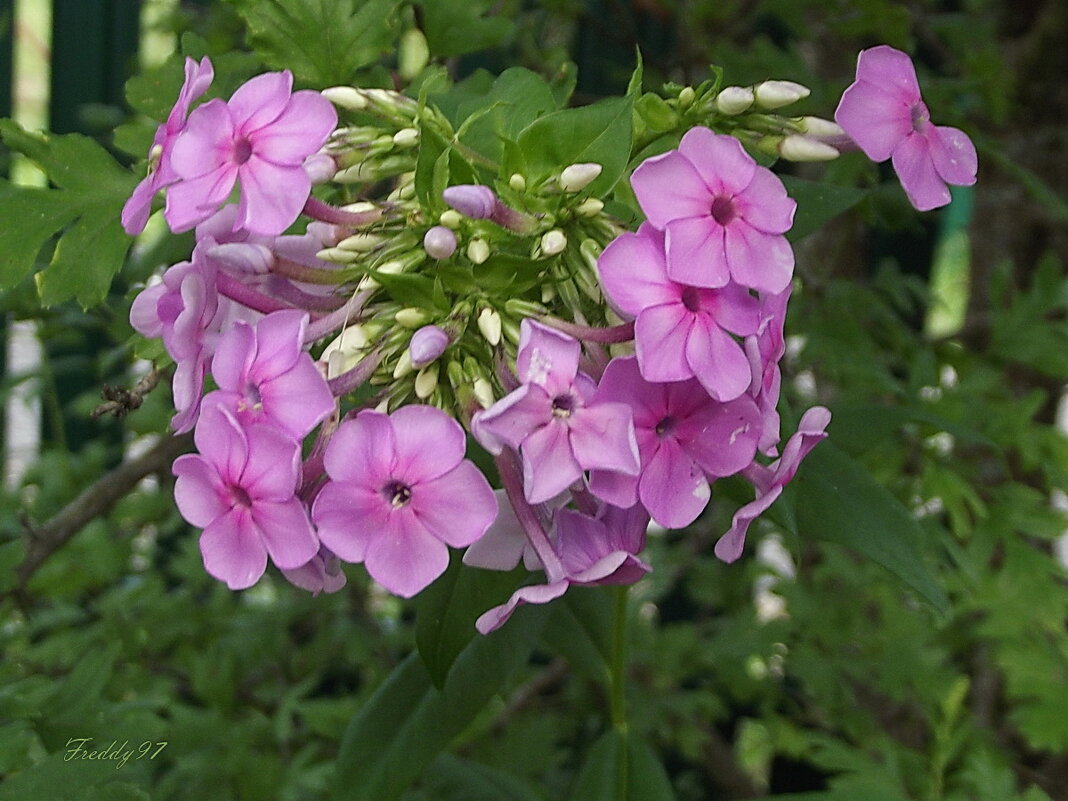 Флоксы - Freddy 97