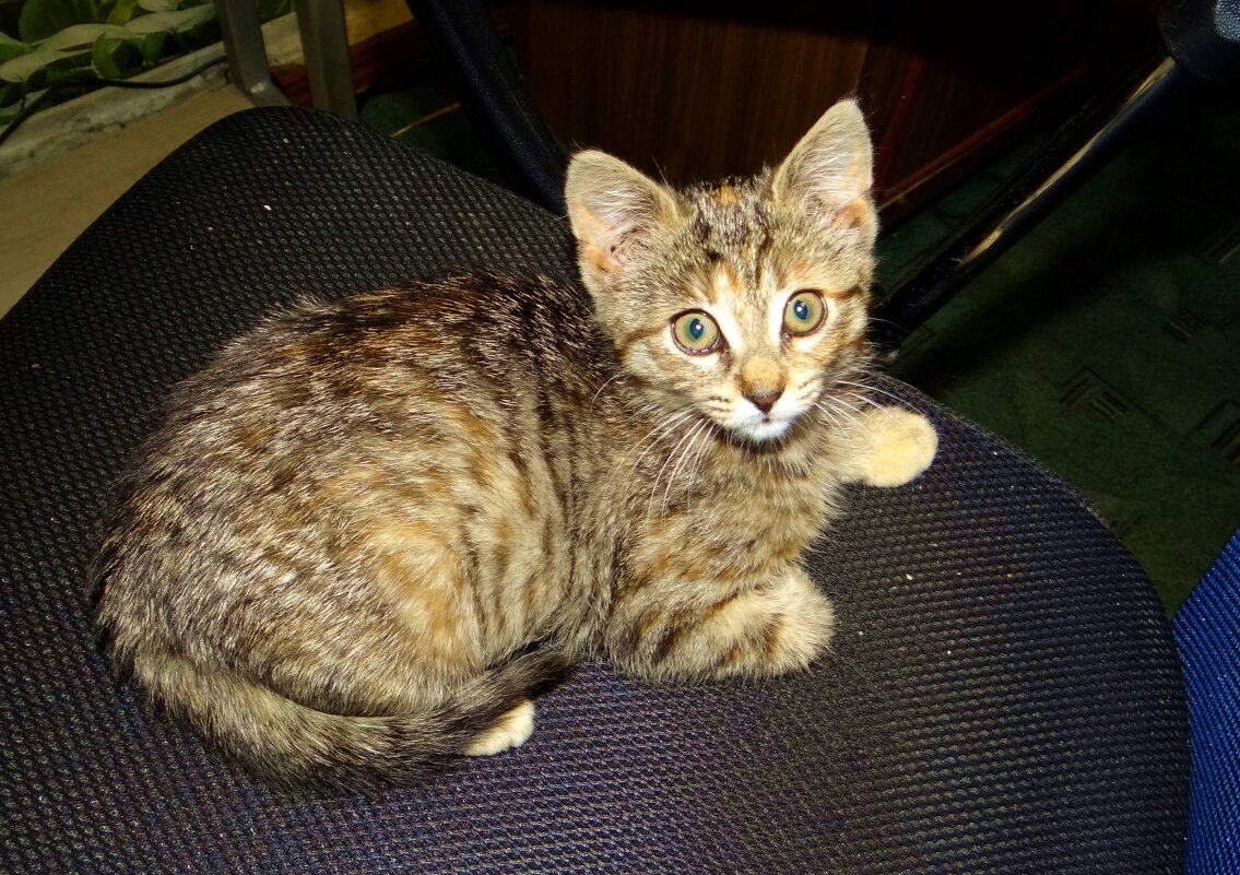 Соня - Антонина Гугаева