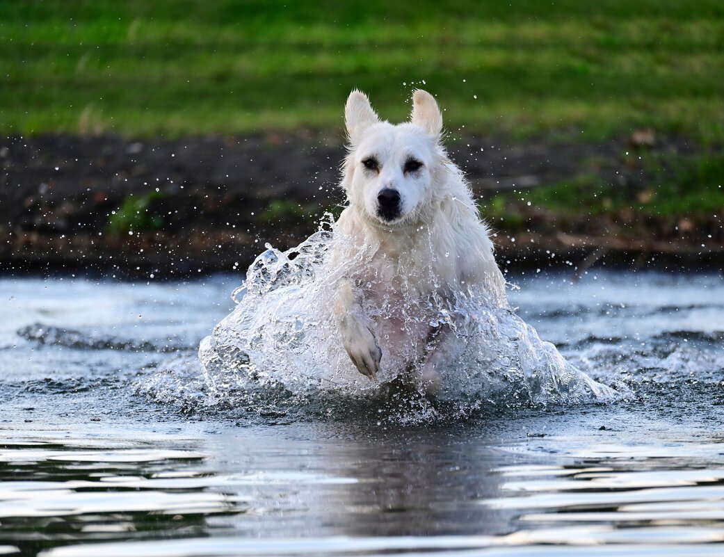 Счастливая собака - Светлана 