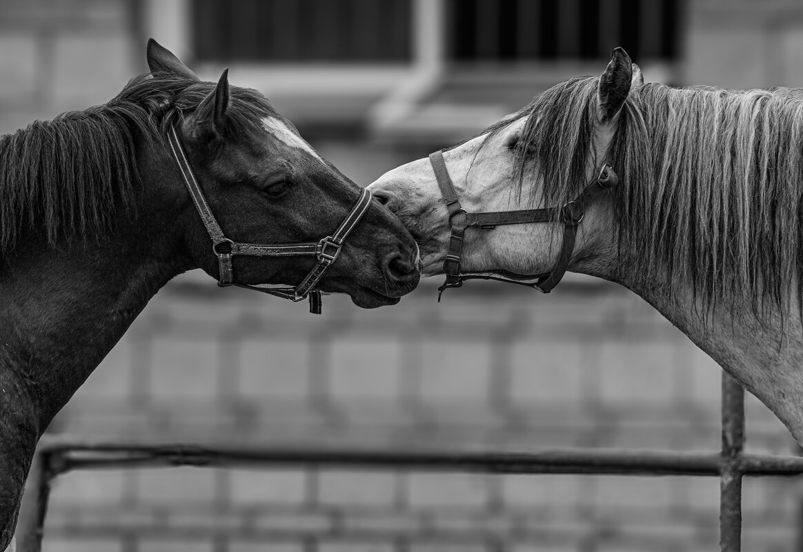 Нежность - Михаил Измайлов