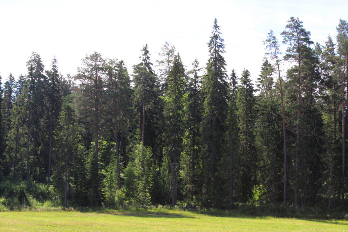 Хвойный лес на Валааме - Любовь ***