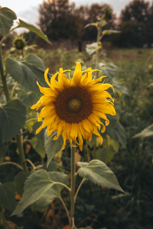 Подсолнух - Светлана Мишенёва