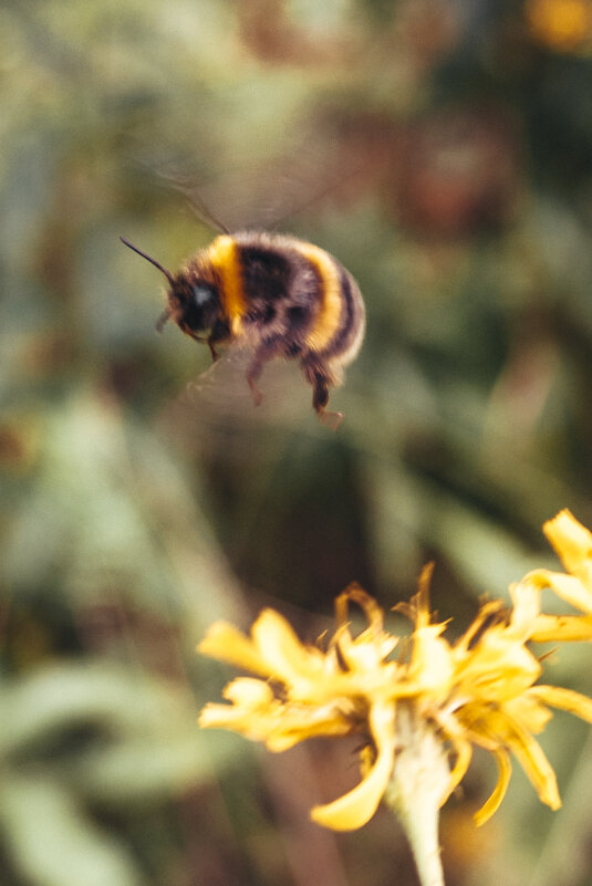 Шмель - Светлана Мишенёва