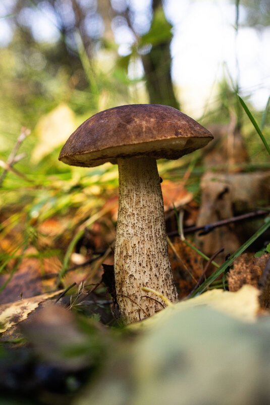 - - Андрей Молодов