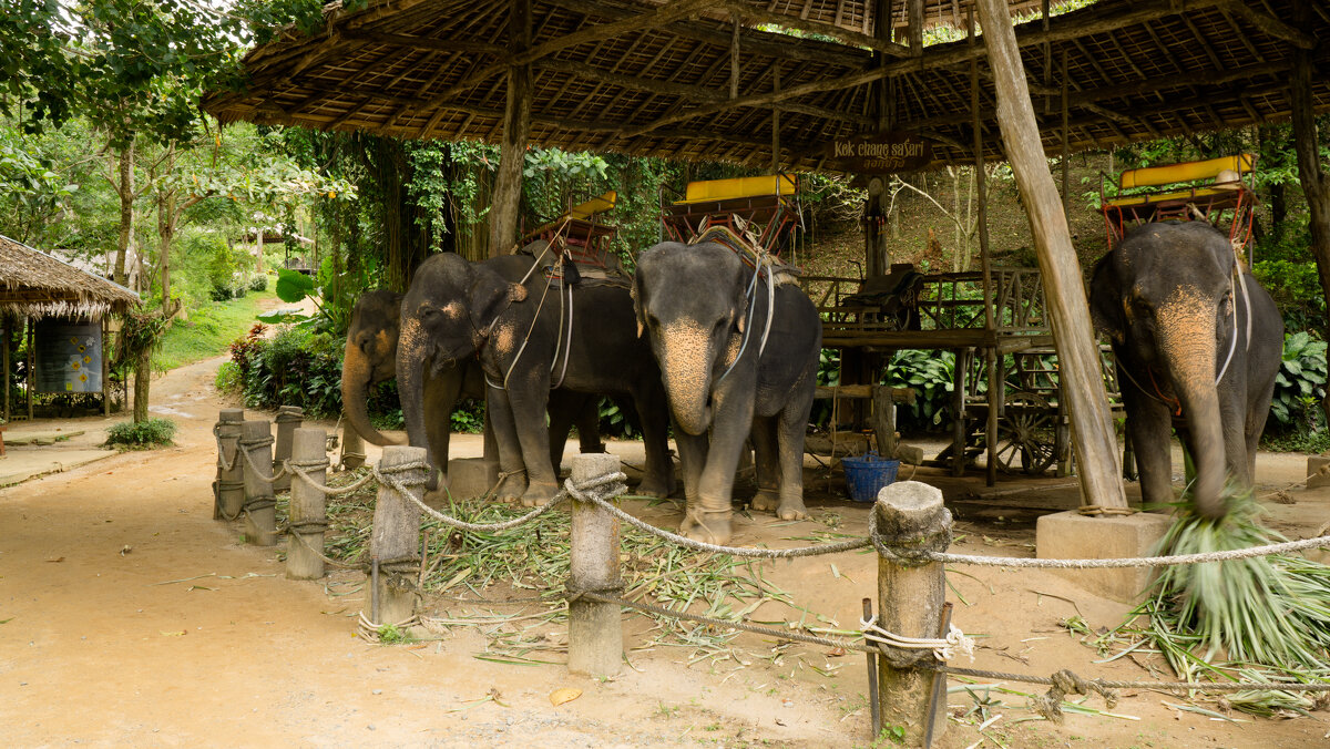 Пхукет - Андрей 