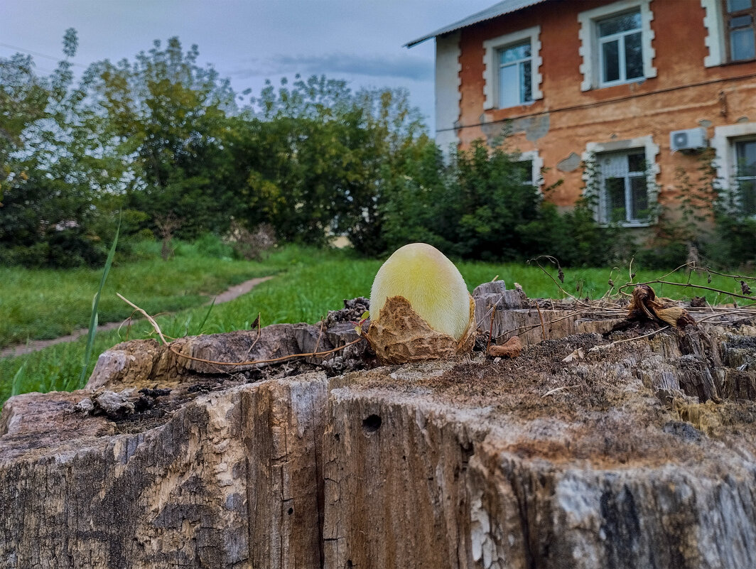 Натюрвивр - Дмитрий Костоусов