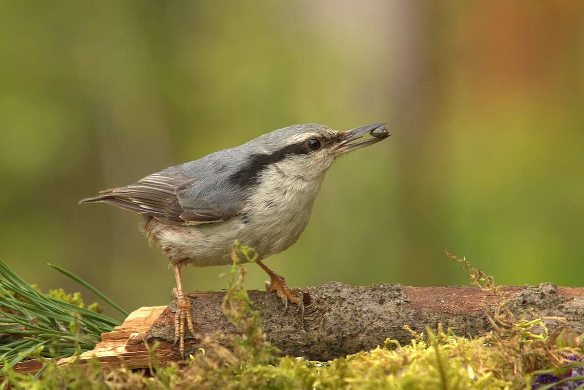 ... - Вячеслав Минаев