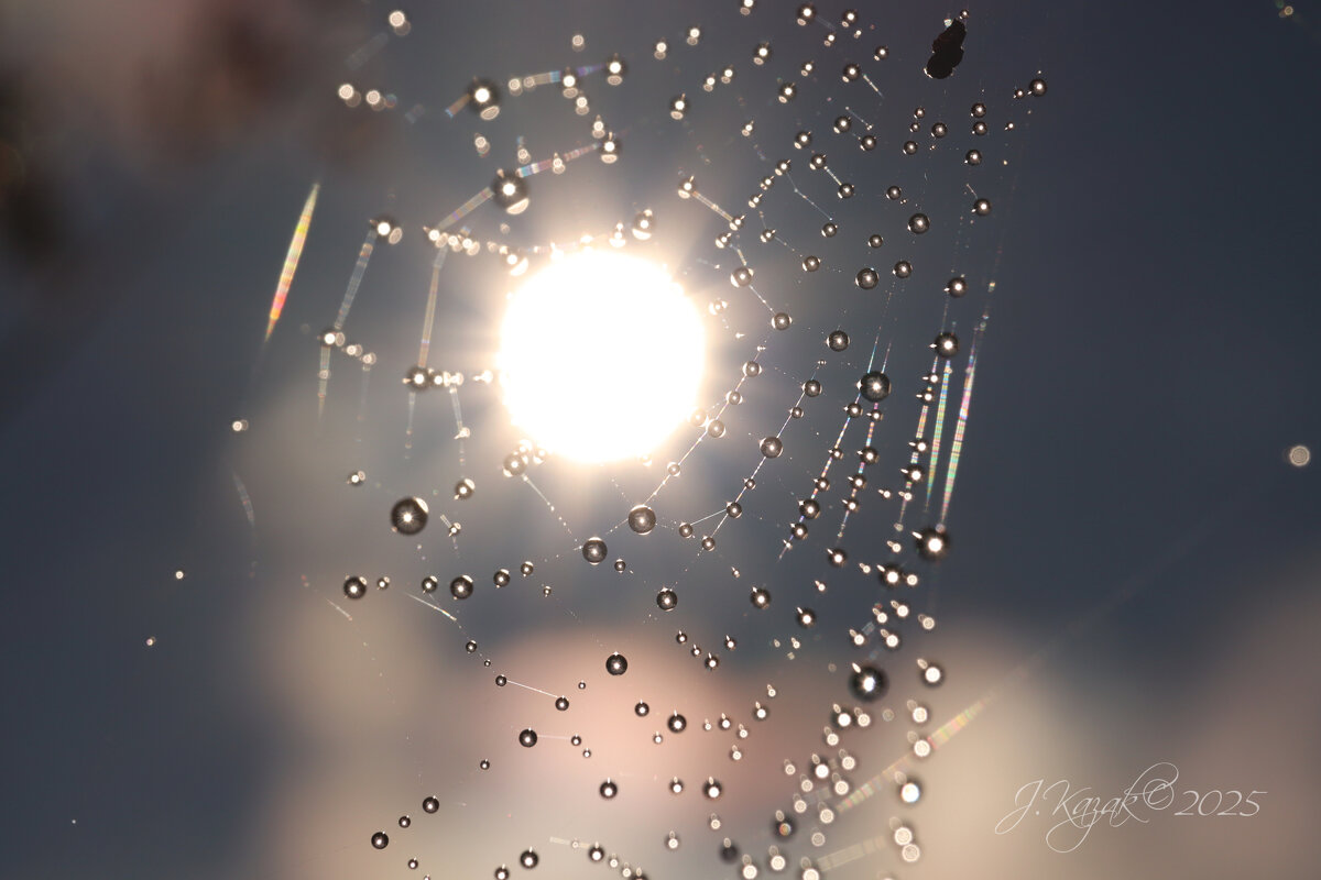 *** - Елена Kазак (selena1965)