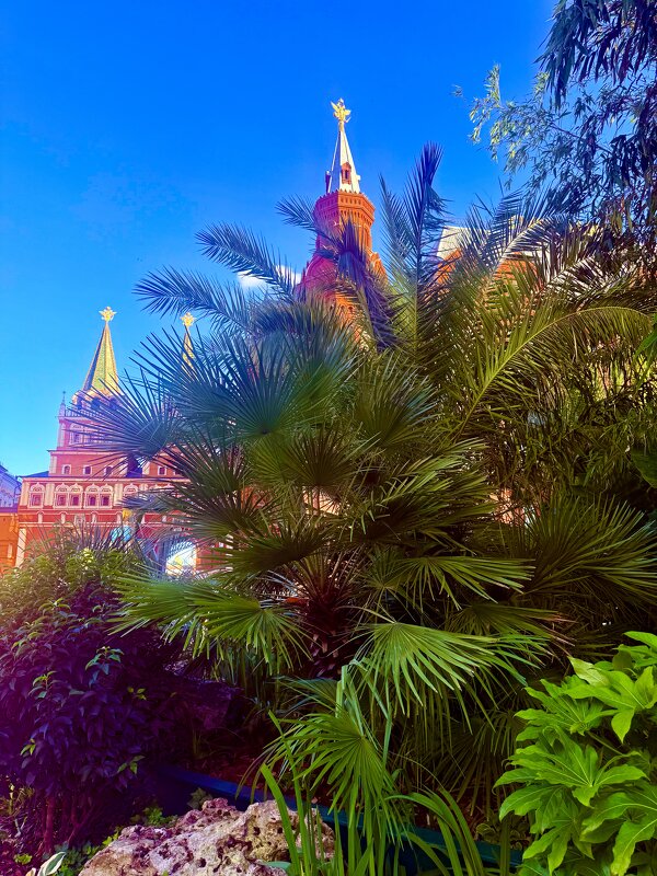 Маленькие тропики в самом сердце Москвы - Iren Brilliance Маленькие тропики в самом сердце Москвы - Iren Brilliance