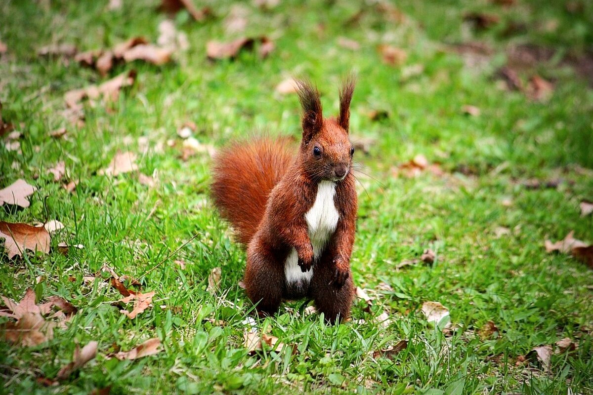 На прогулке - Юрий. Шмаков