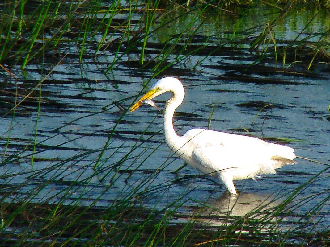 большая белая цапля на рыбалке - gawrilа - dan