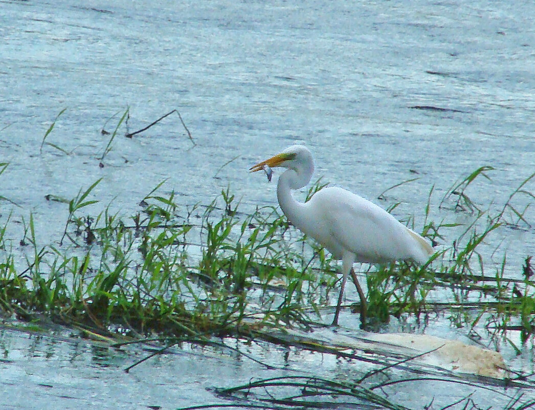 большая белая цапля с уловом - gawrilа - dan