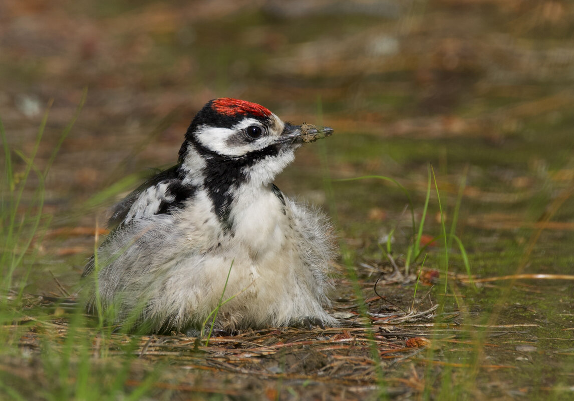 Большой пёстрый дятел - Виктория 