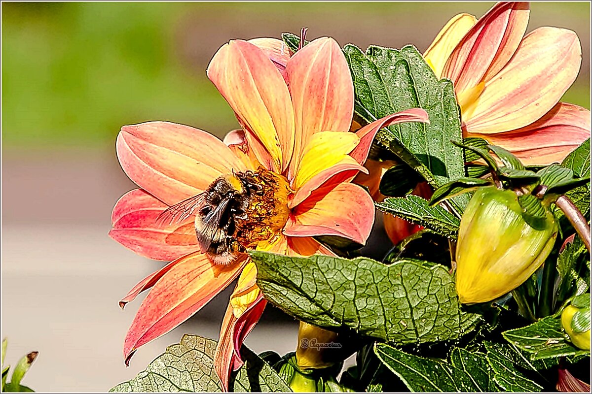 Летний вечер - Aquarius - Сергей