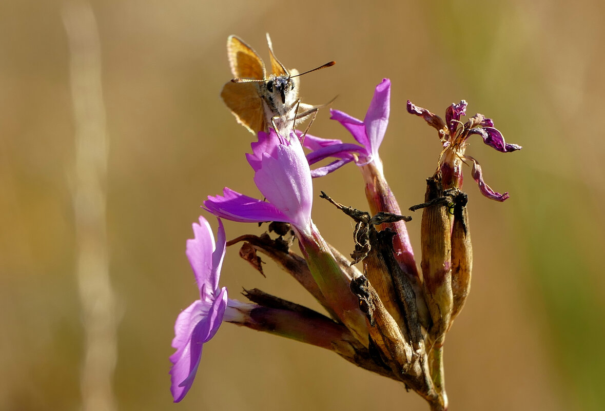 из снятого позапозавчера 4 - Александр Прокудин