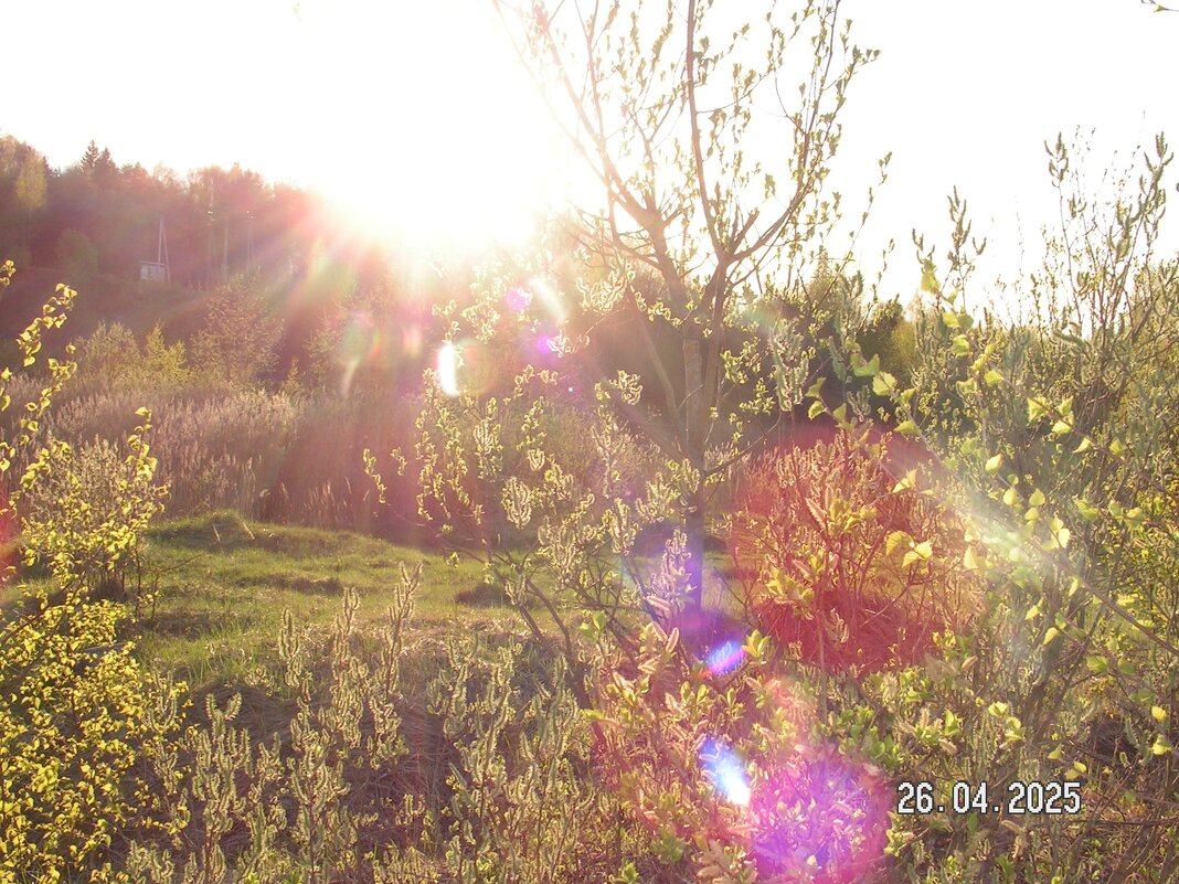 Блики солнца - fogmeadowww m