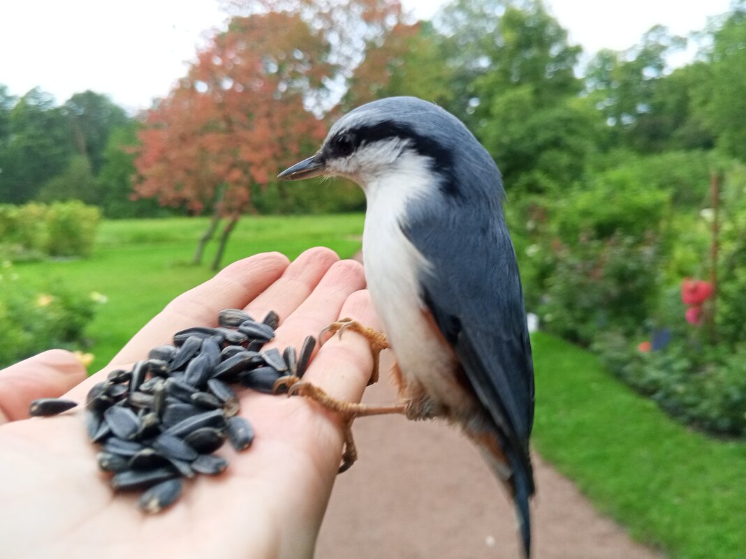 Поползень - Сапсан 