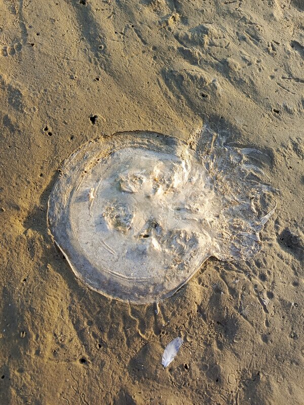 Что осталось от медузы - Татьяна Пальчикова