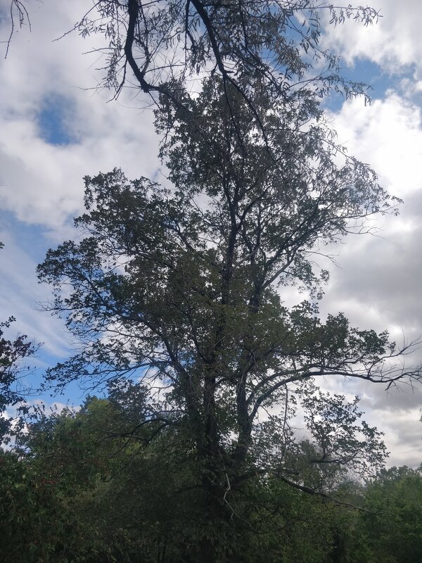 Карагач - Андрей Хлопонин