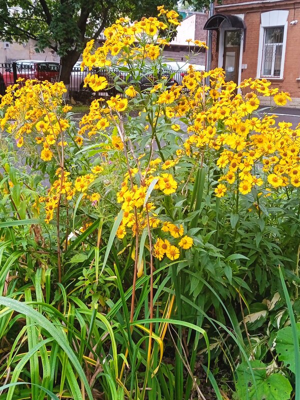 Жёлтые цветы. - Светлана Калмыкова Калмыкова