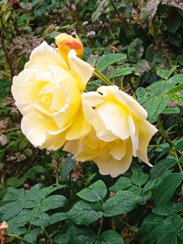 Чайные розы. - Светлана Калмыкова Калмыкова