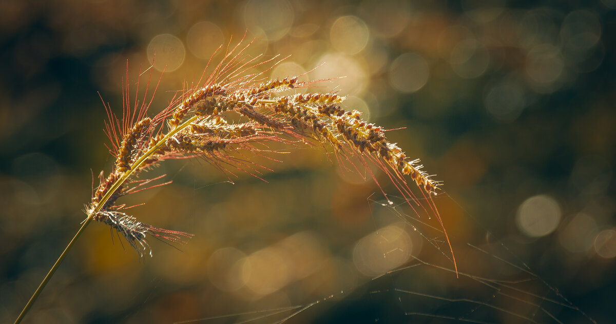 *** - Виктор Иванович Чернюк