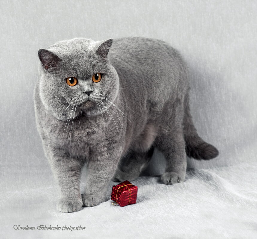 Самый настоящий британский лорд - Светлана Ищенко