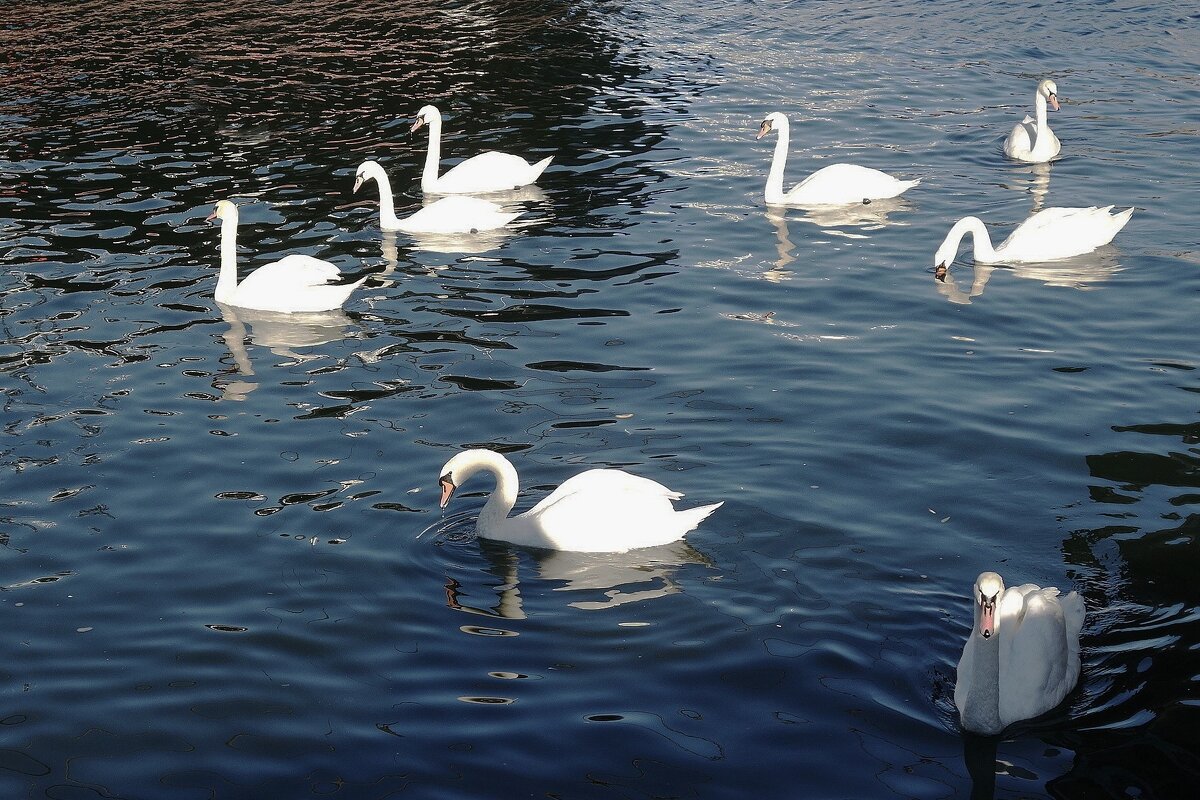 Лебеди - Рита Симонова