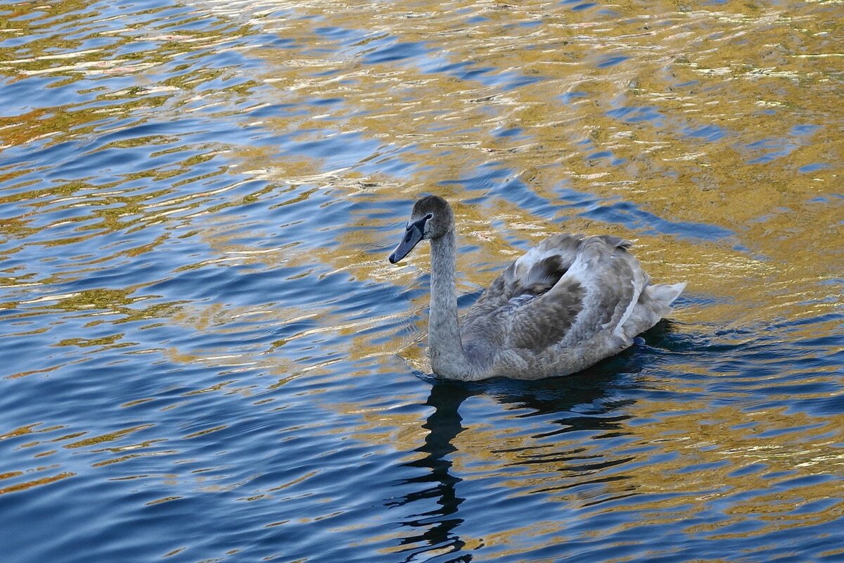 Молодой лебедь - Рита Симонова Молодой лебедь - Рита Симонова