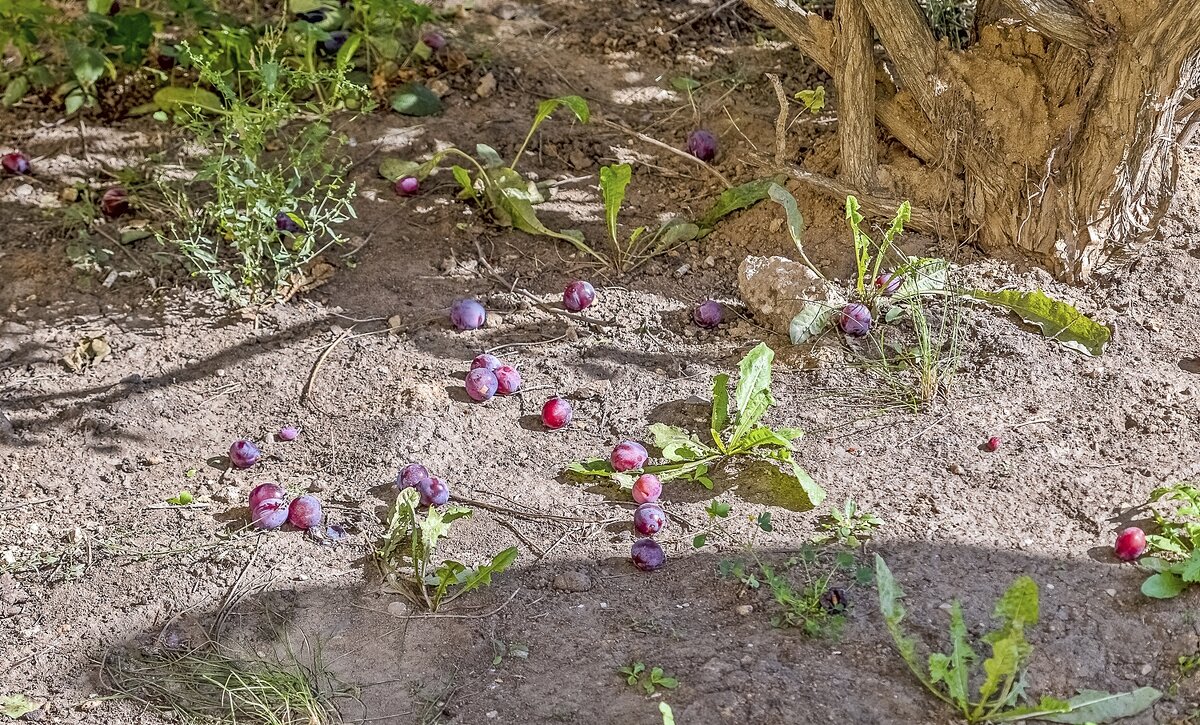 Опавшие сливы - Валерий Иванович