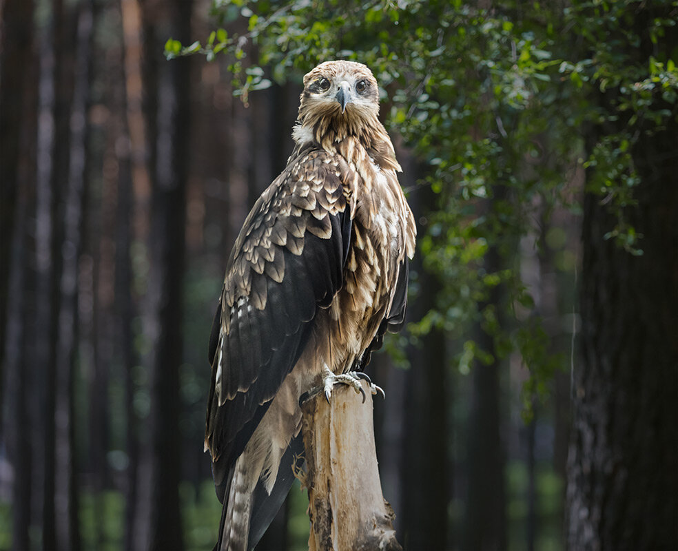 Коршун - SanSan 