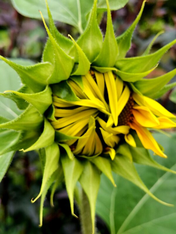 Подсолнух - Любимова Ольга 