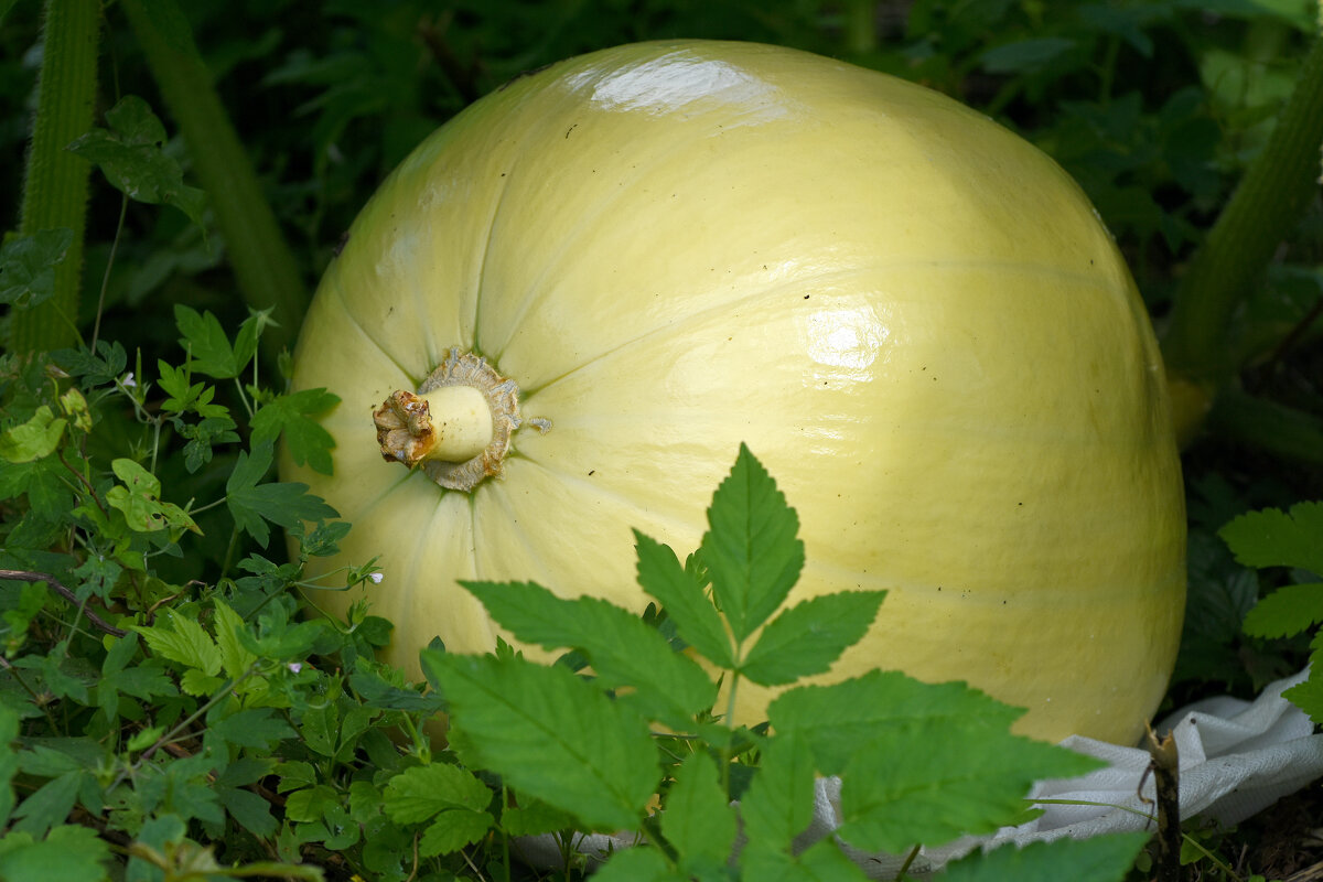 Лето в Ботаническом... Август. - Наташа *****
