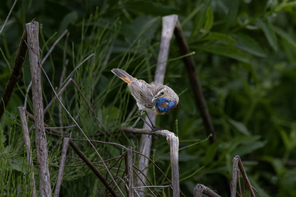 варакушка - юрий макаров