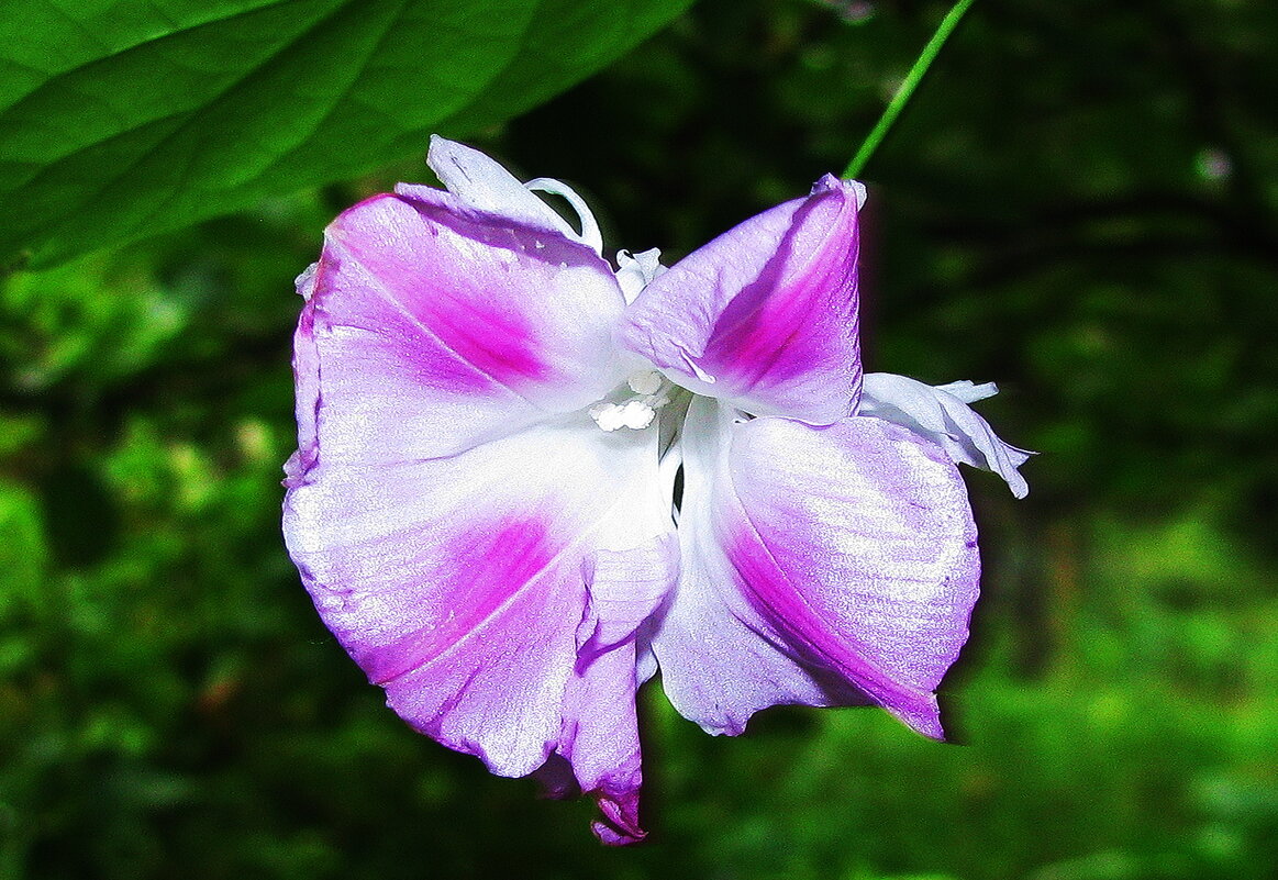 Нежная ипомея - Людмила Смородинская